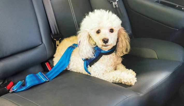 como-viajar-en-el-auto-con-tu-mascota