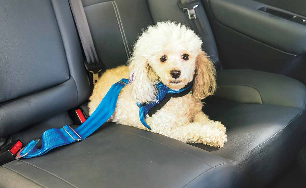 vergüenza lineal Ejecutable Cómo llevar a las mascotas adentro del auto | Revista Auto Test Digital