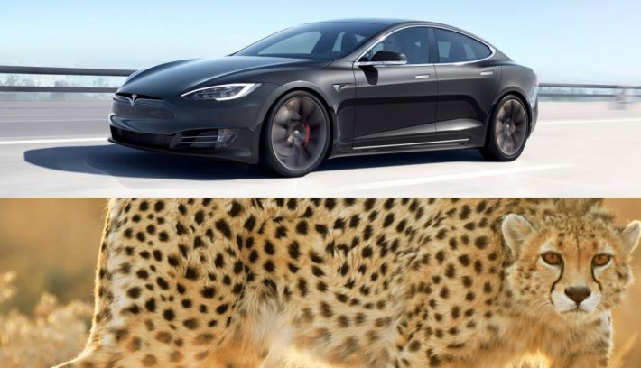 tesla chita 2