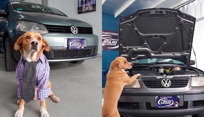 Autos agencia perros